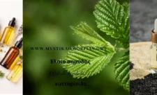 Έλαιο Σημύδας