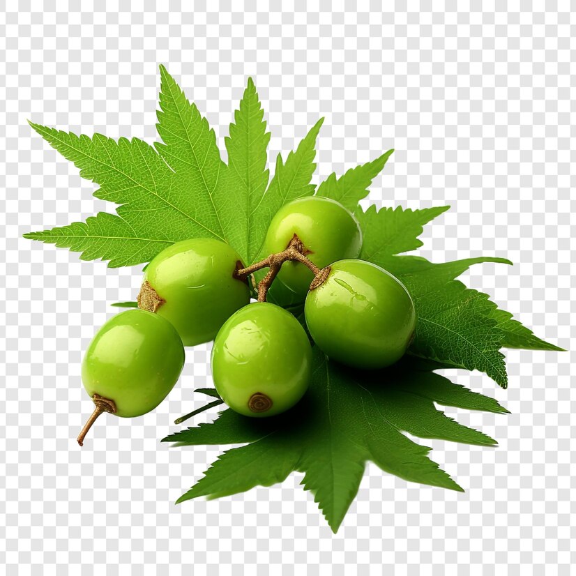 Neem: Ίαμα υγείας και ομορφιάς