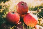 Πώς να αποθηκεύσετε σωστά τα μήλα ώστε να διατηρηθούν φρέσκα για περισσότερο