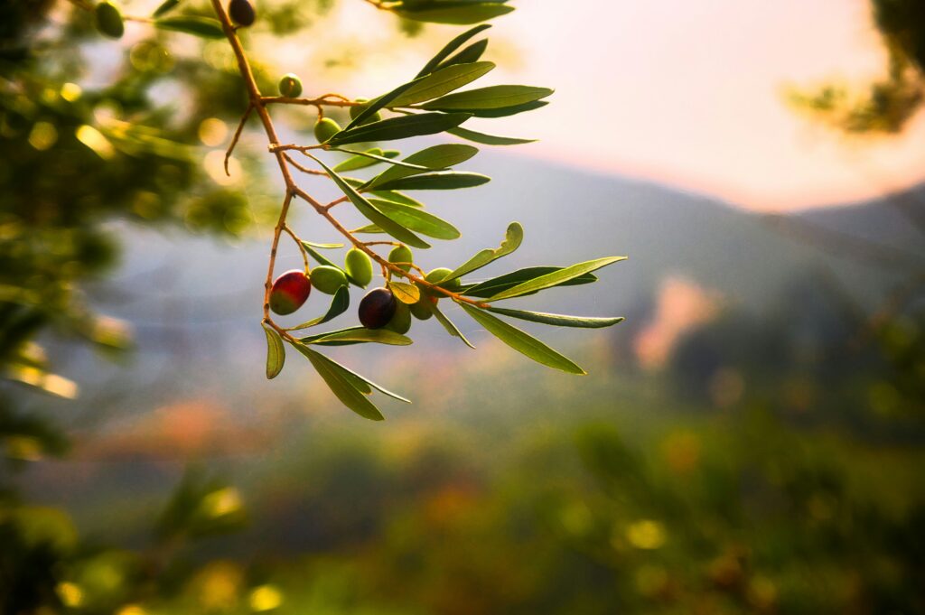 Αuτό είναι το πολύ γνωστό ελληνικό ελαιόλαδο που περιέχει απαγορευμένο φυτοφάρμακο