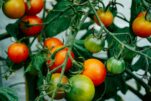 Ο viral αγρότης εξηγεί πως βρίσκουμε ντομάτα με γεύση και όχι γενετικά τροποποιημένη
