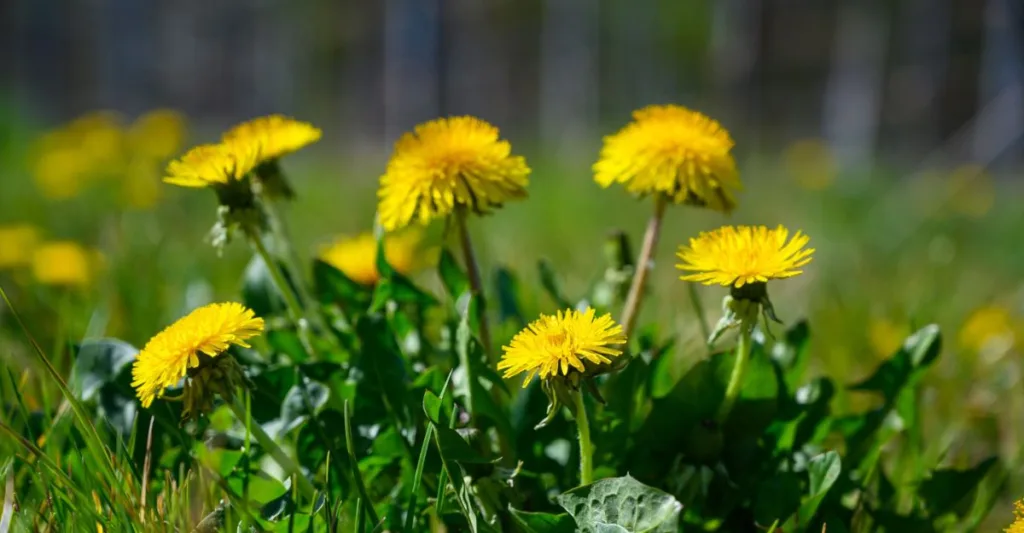 ΤΑ ΜΥΣΤΙΚΑ ΤΟΥ ΤΑΡΑΞΑΚΟΥ ΓΙΑ ΚΑΘΑΡΟ ΟΡΓΑΝΙΣΜΟ