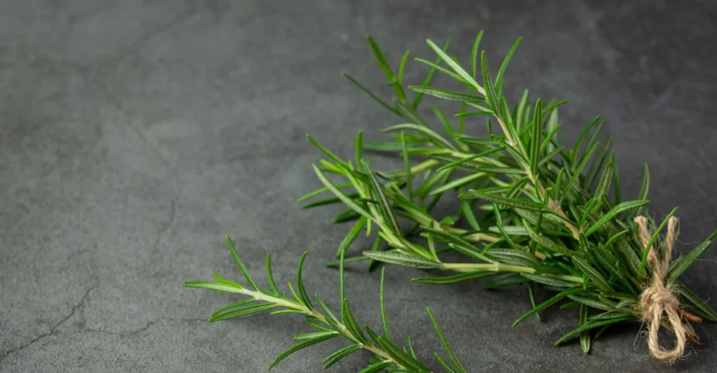 ΔΕΣ ΤΙ ΜΠΟΡΕΙΣ ΝΑ ΚΑΝΕΙΣ ΜΕ ΕΝΑ ΚΛΑΔΑΚΙ ΔΕΝΤΡΟΛΙΒΑΝΟ